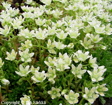 Saxifraga tricuspidata, rikko